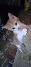 Kevin
