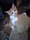 Kevin