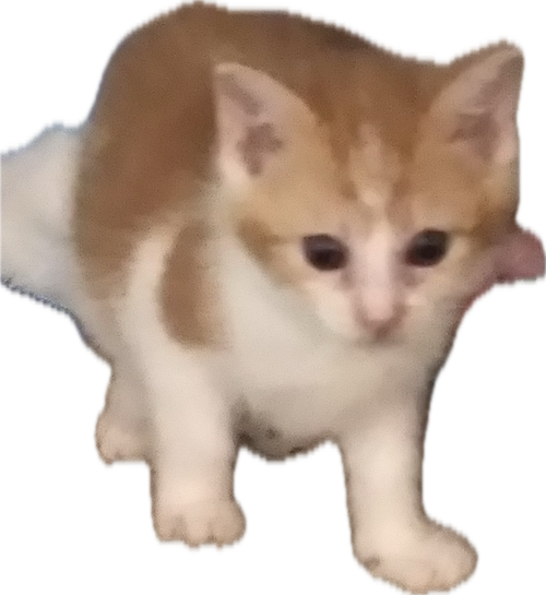 Kevin