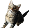 Goose