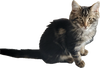 Gumbo
