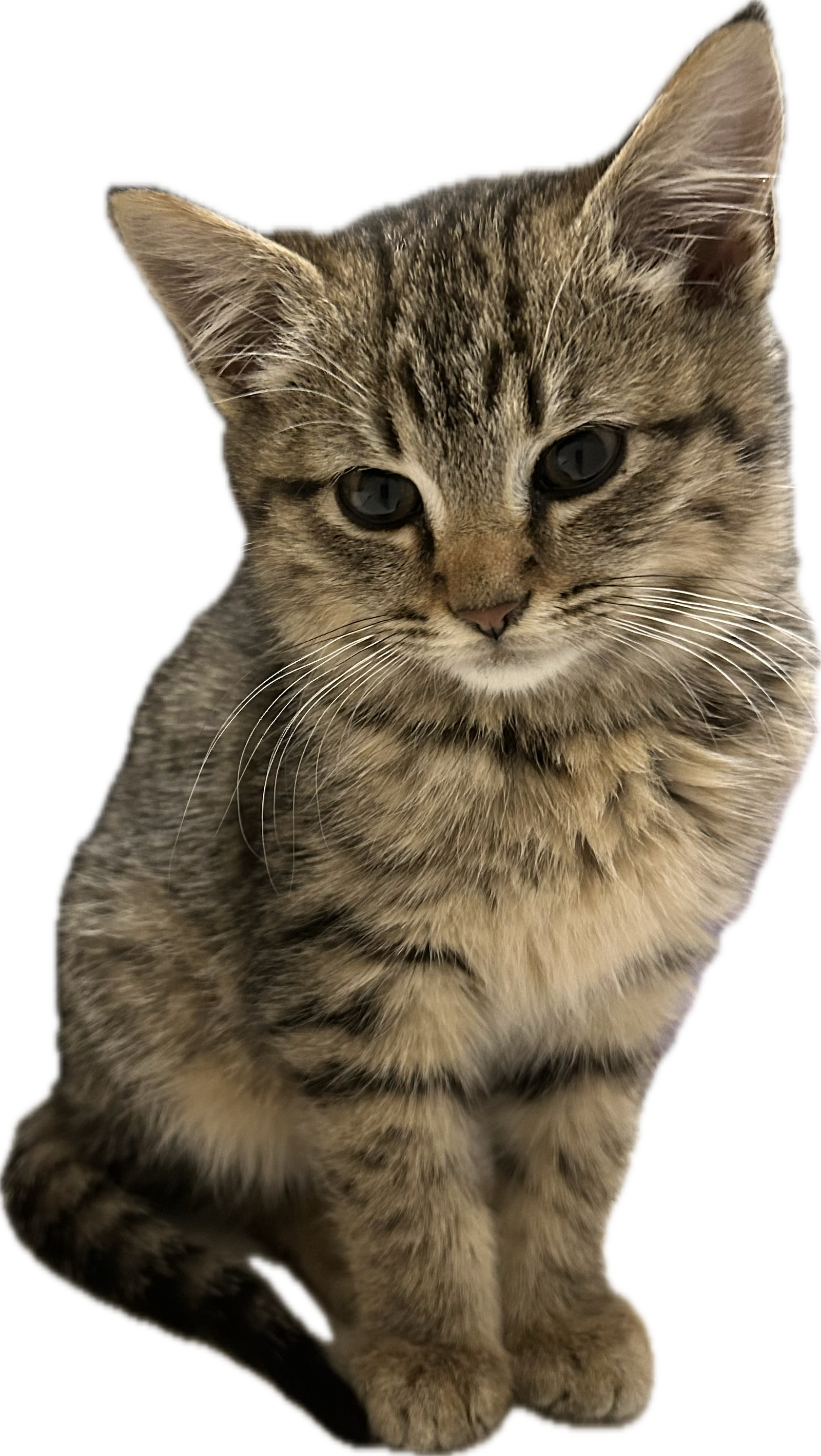 Sugar Image