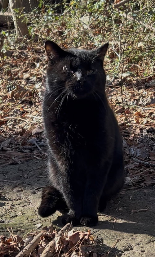 Onyx, Domestic Short Hair (short coat), cat for adoption in Marietta, Georgia