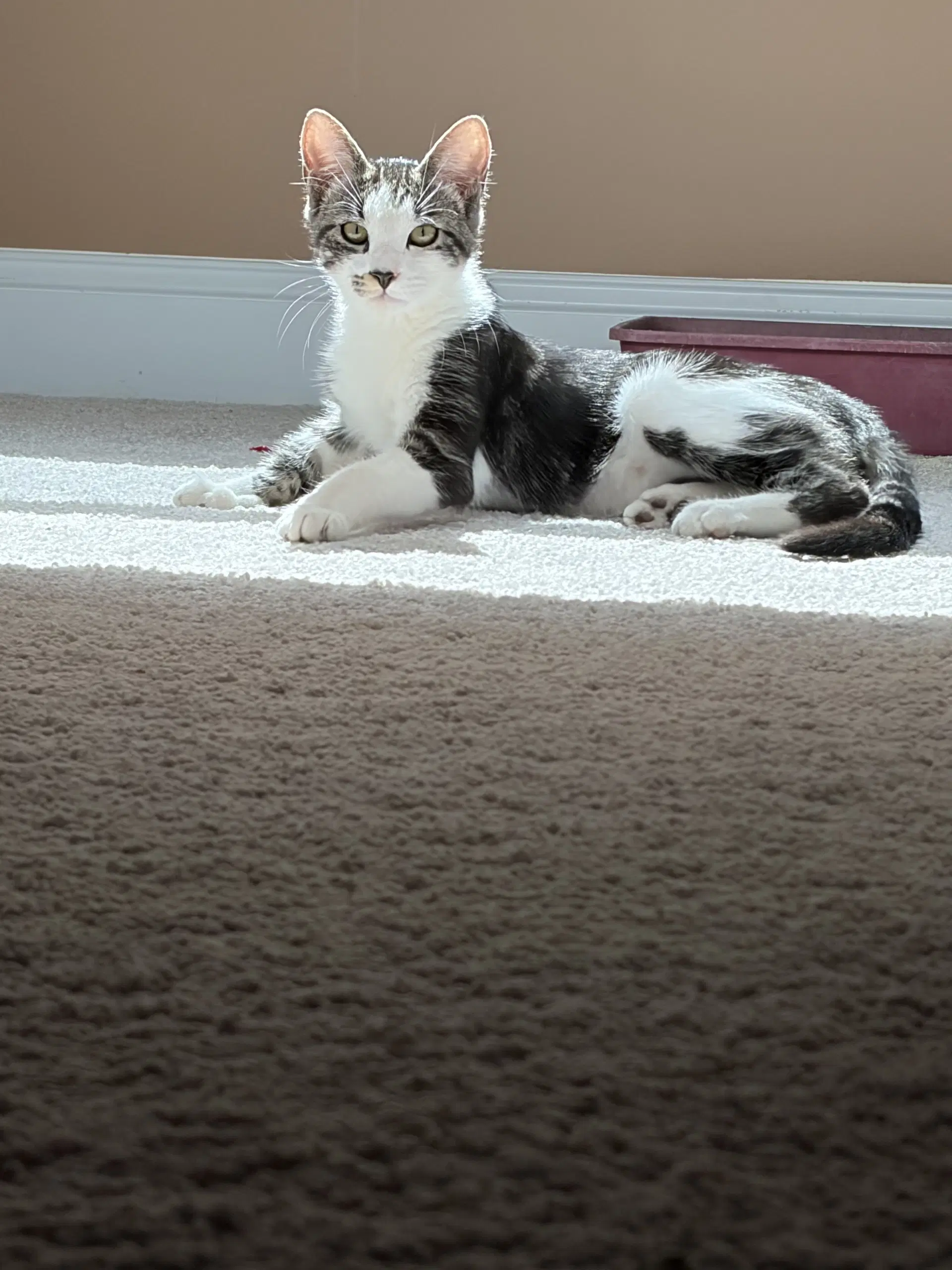 Smudge - Domestic Short Hair