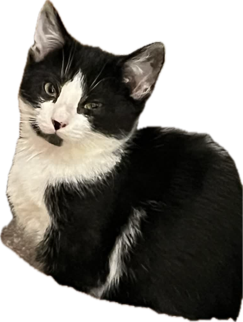 Sox, an adoptable Domestic Short Hair in Alpharetta, GA