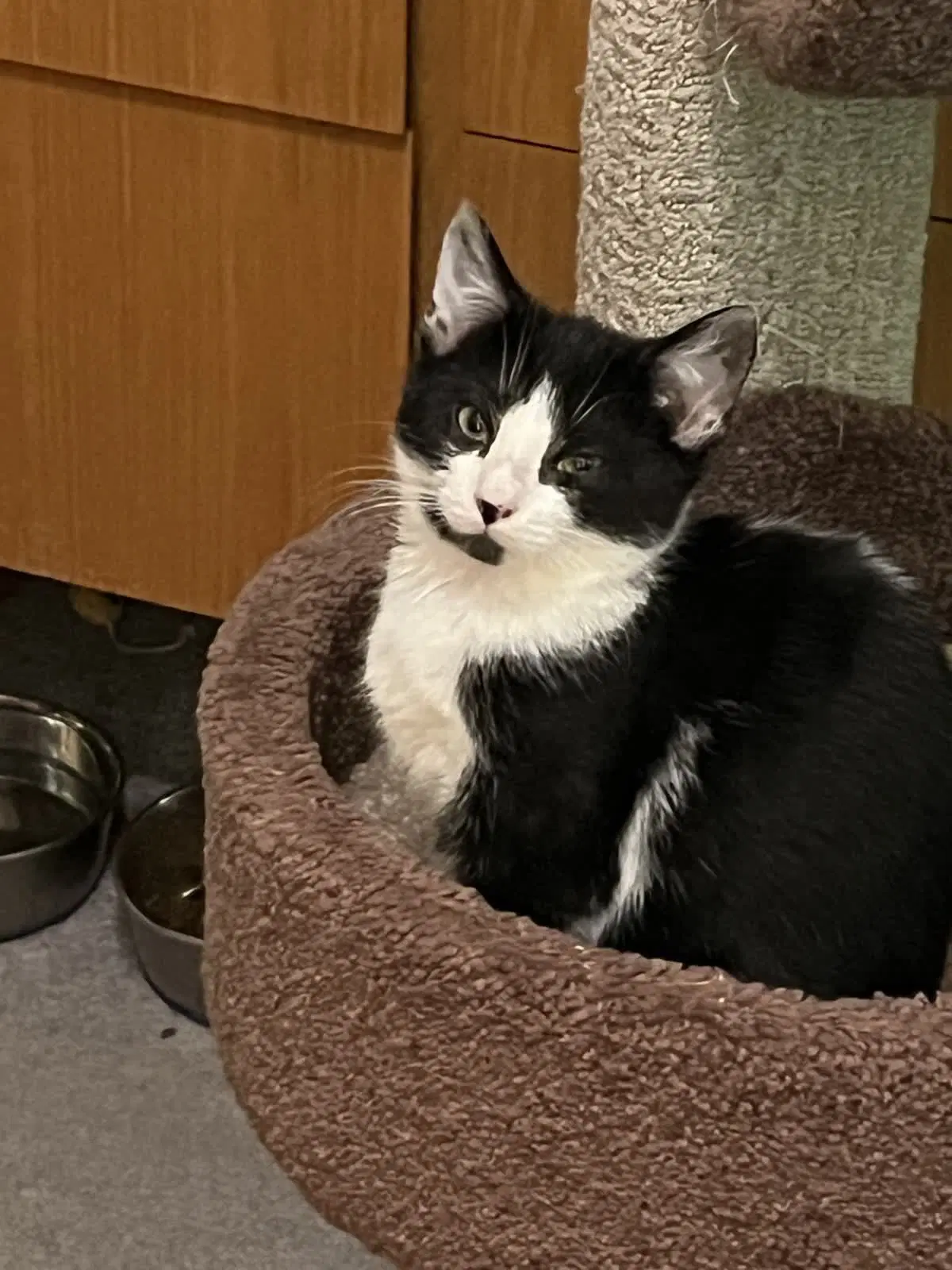Sox - Domestic Short Hair