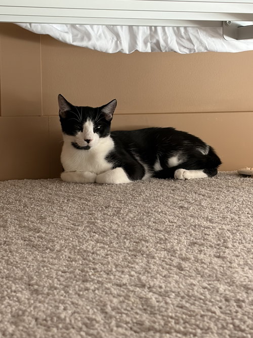 Socks, an adoptable Domestic Short Hair in Alpharetta, GA