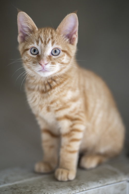 Miso photo 4