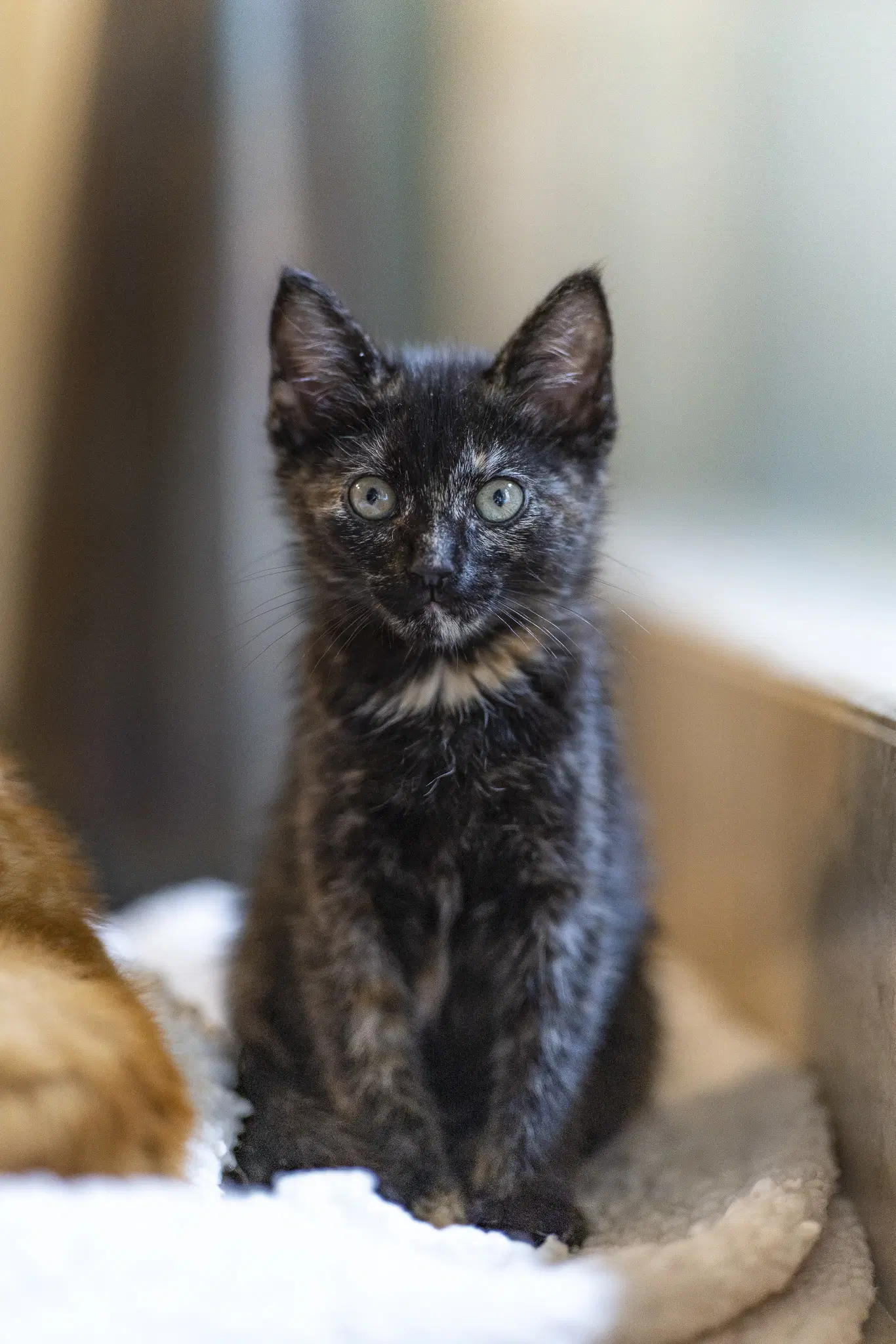 Bibi - Domestic Medium Hair
