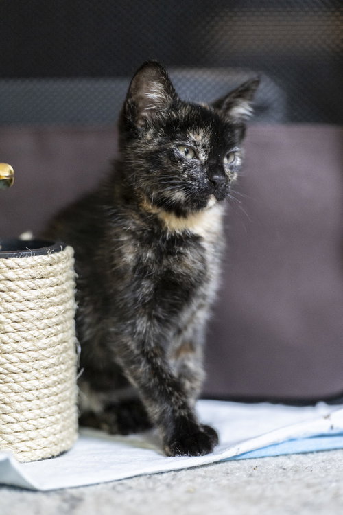 Bibi photo 4