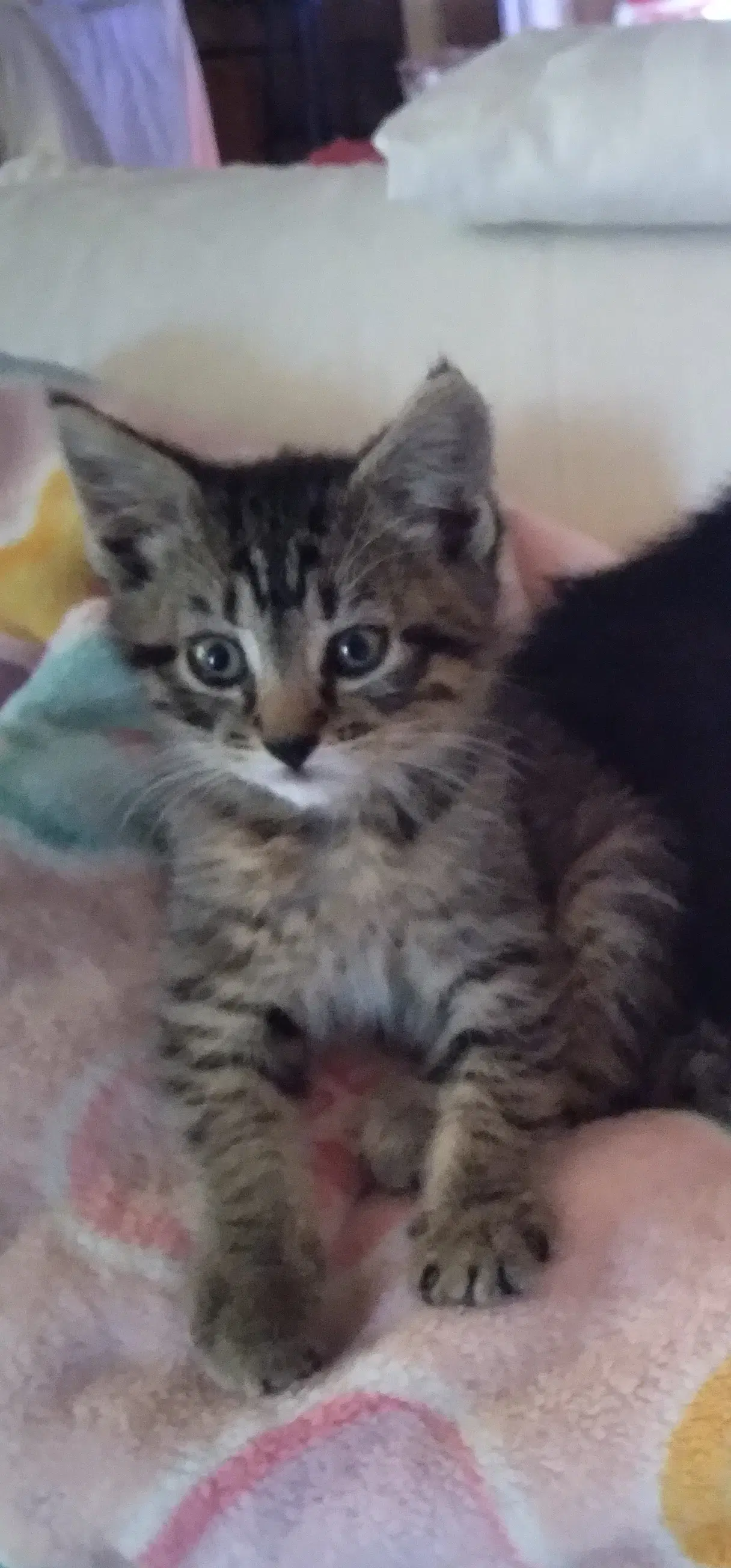 Gabby - Domestic Medium Hair