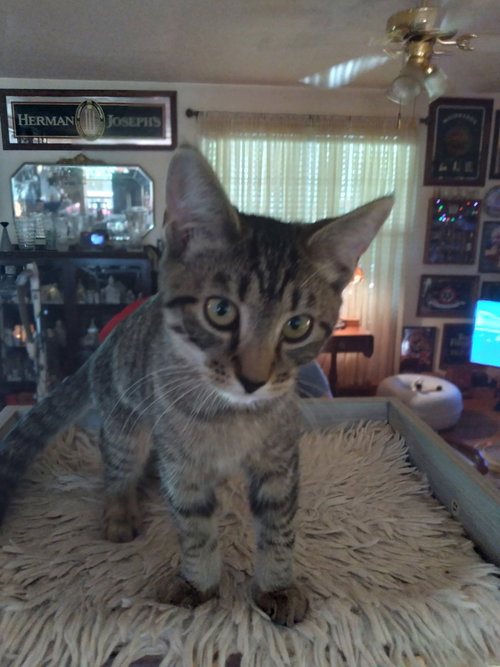 Photo 6 of Gabby - Complimentary posting