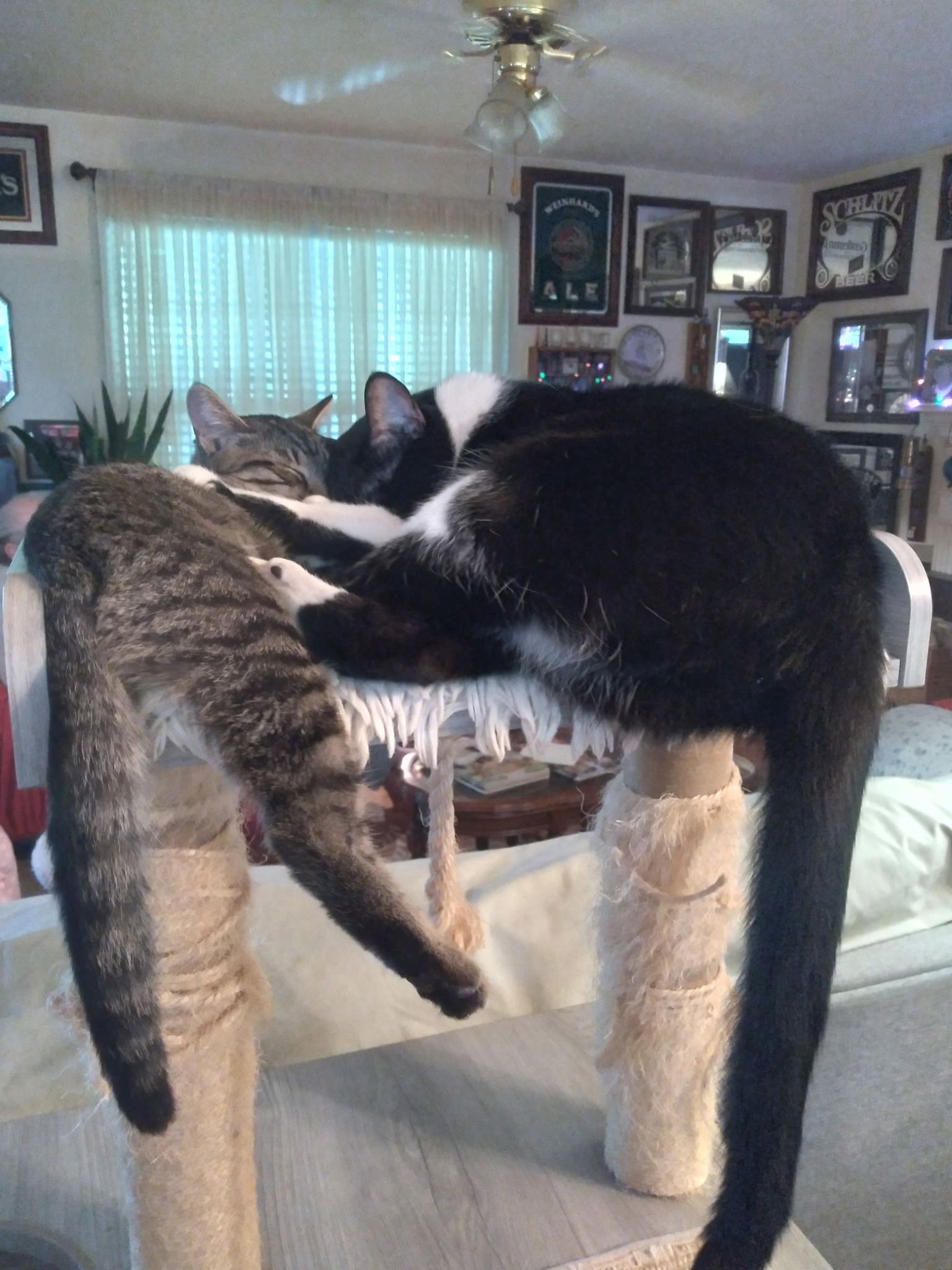 Gabby - Complimentary posting, photo 7
