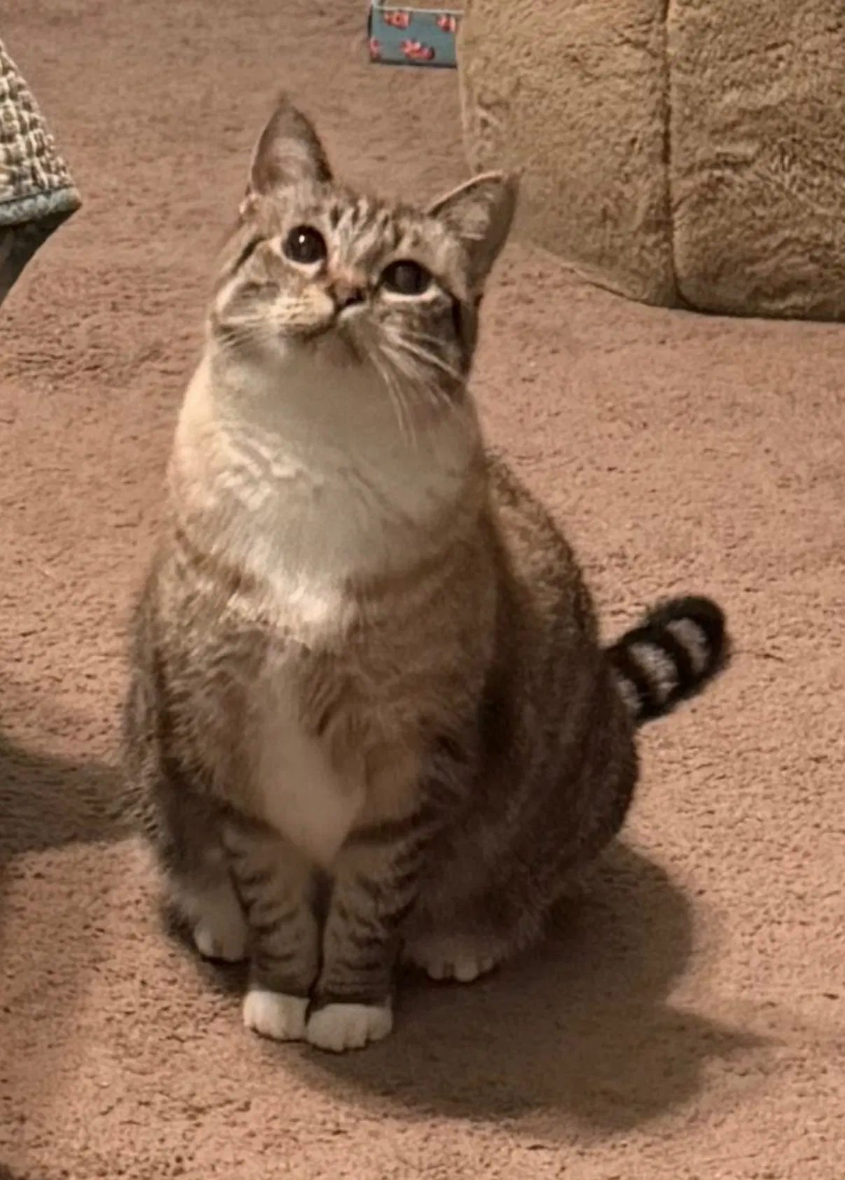 Ella image 2