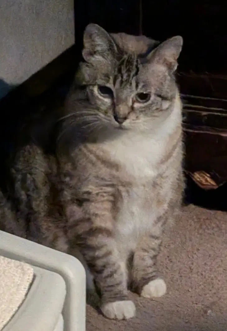 Ella image 3