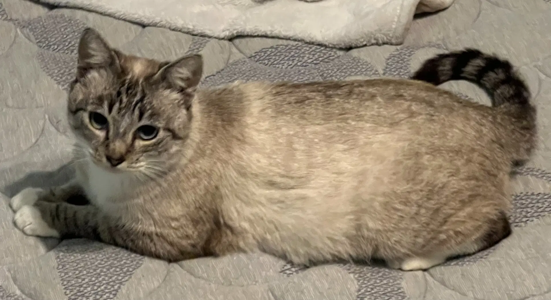 Ella image 4