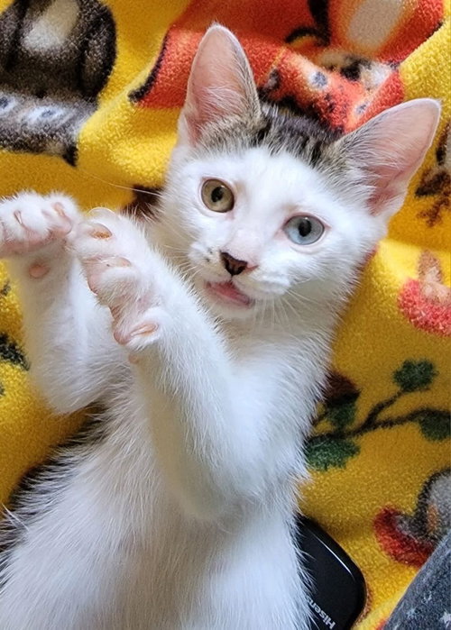 Peanut