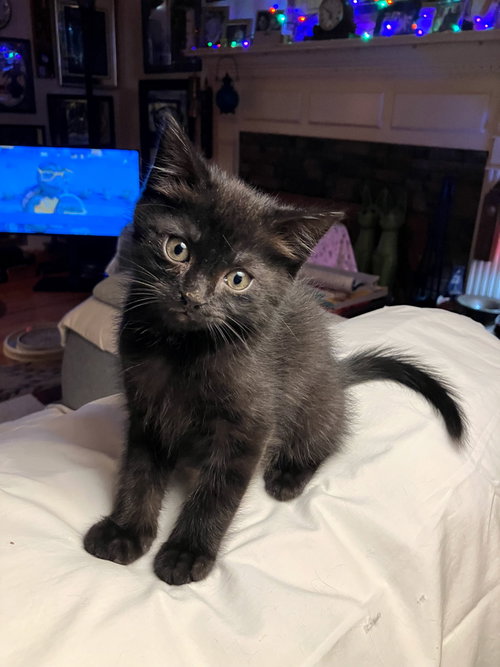 Jack