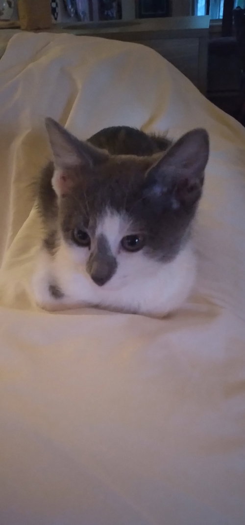 Gracie