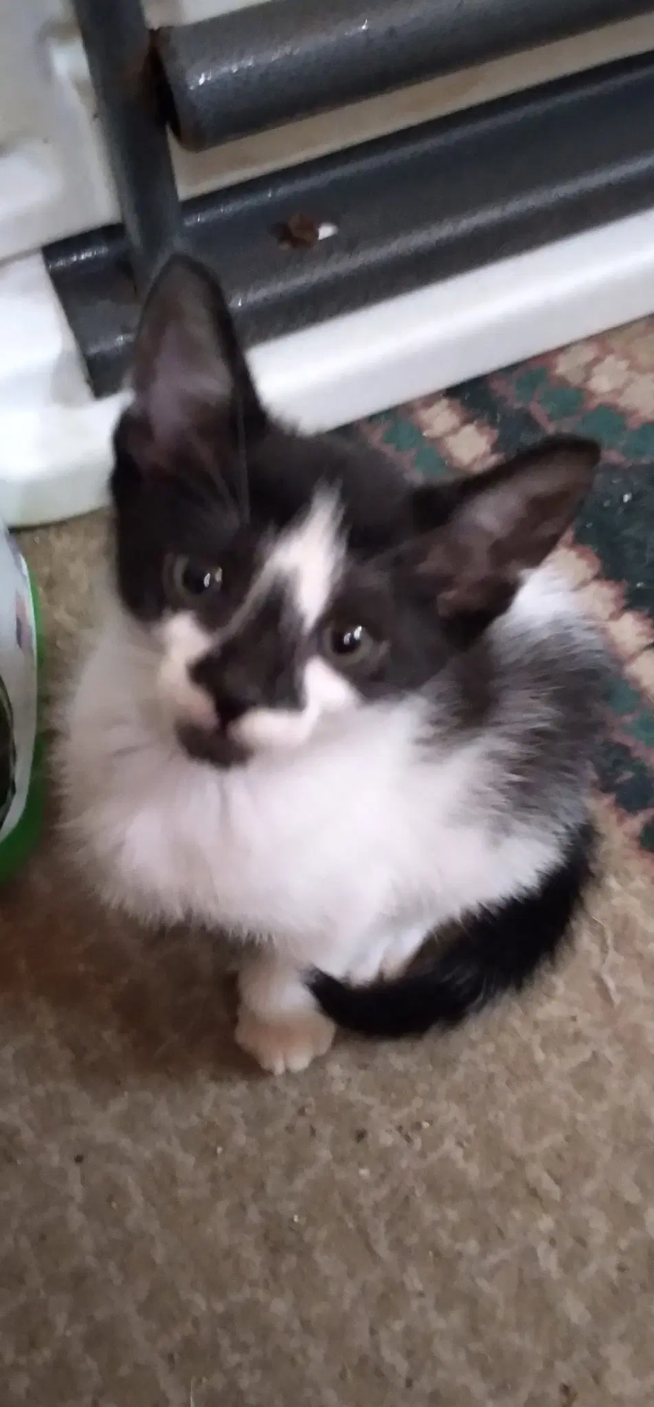 Felix - Domestic Short Hair