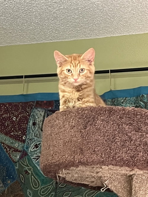 Simba