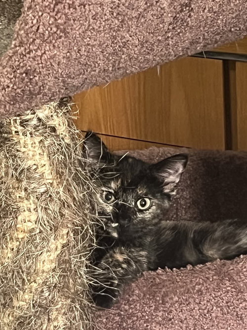 Nala