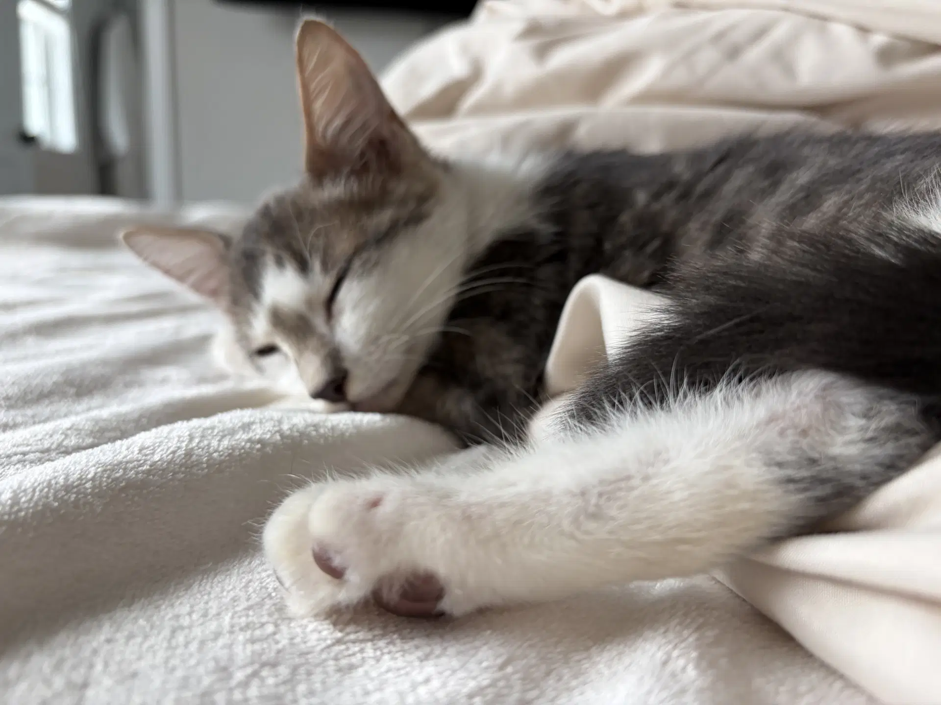 Woody - Domestic Short Hair