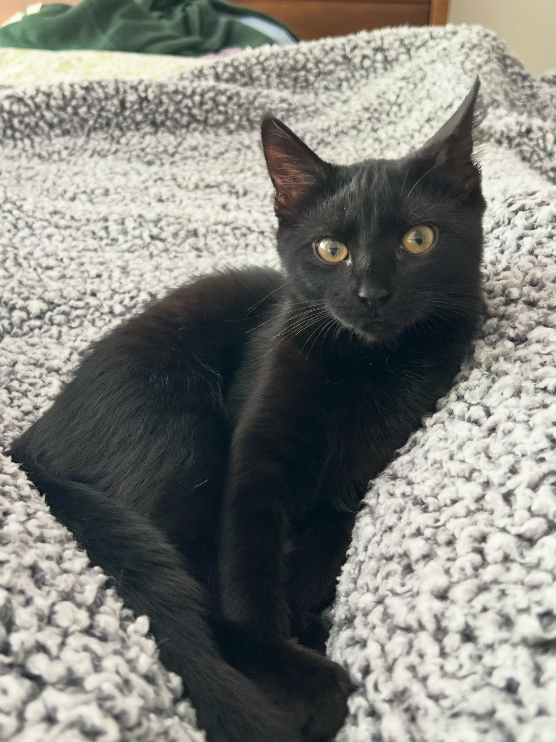 Boo - Domestic Short Hair