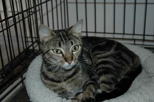 Tabitha