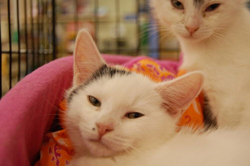 Home - All About Cats Rescue & Adoption - Roswell, GA