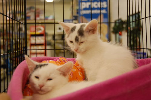 Home - All About Cats Rescue & Adoption - Roswell, GA