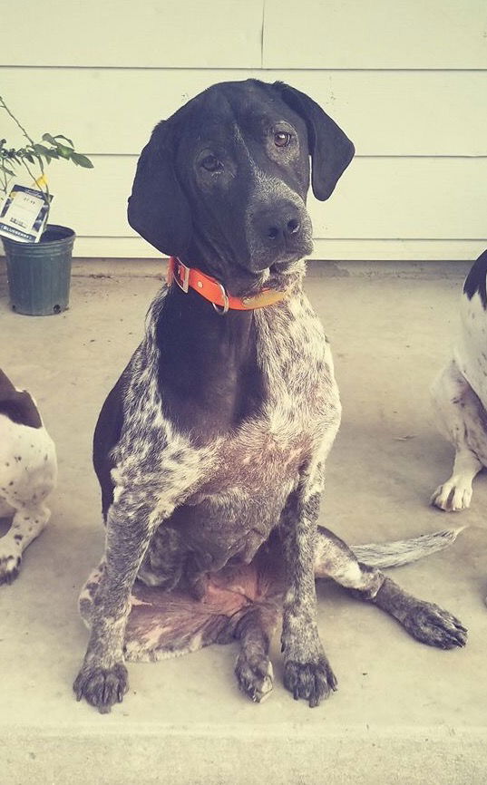 Bluetick coonhound german cheap shorthaired pointer mix