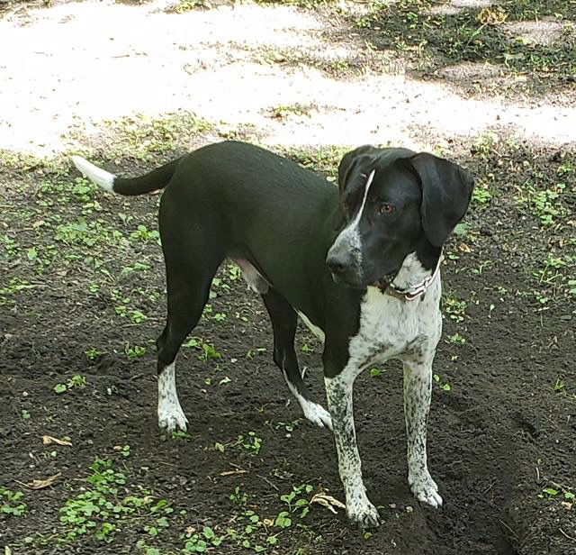 German shorthaired hot sale pointer hound mix