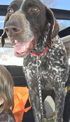Luci