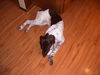Ruger-Adopted