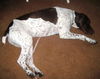 Ruger-Adopted