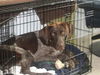 Huck-adopted