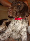 Luke-Adopted!