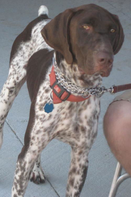 Luke-Adopted!