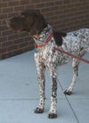 Luke-Adopted!