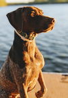 Murphy