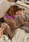Lulu