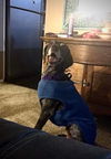Lulu