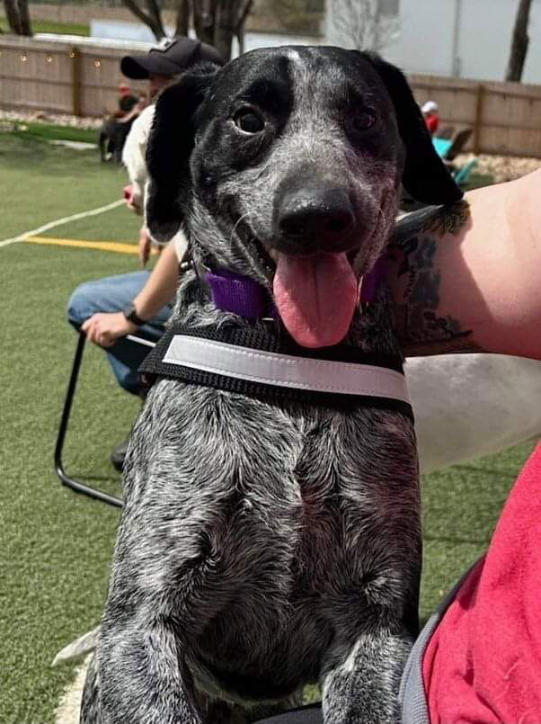 Blue heeler best sale german shorthaired pointer