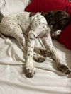 Kix - Foster Needed!
