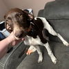 Goose - Foster Needed!