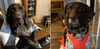 Odie and Marabelle - Foster Needed!