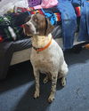 Kimber - Foster Needed!