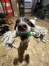 Kimber - Foster Needed!