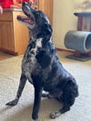 Guinness - Foster Needed!